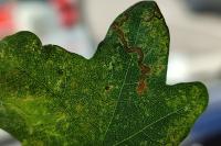 Stigmella aceris