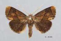 Apoda limacodes
