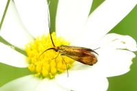 Nemophora cupriacella