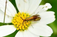 Nemophora cupriacella