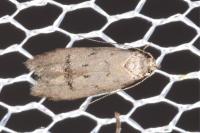 Teleiodes vulgella