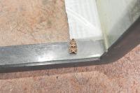 Dichelia histrionana