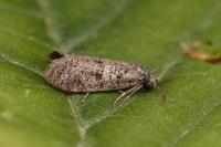 Penestoglossa dardoinella