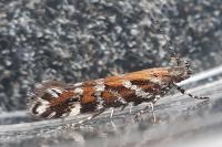 Aristotelia ericinella