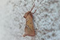 Triodia sylvina