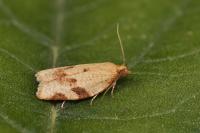 Clepsis siciliana