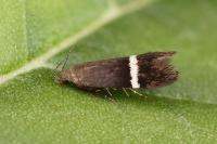 Aproaerema taeniolella
