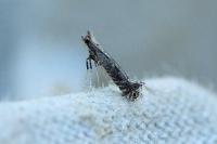 Parornix finitimella