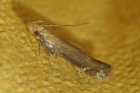 Monochroa cytisella