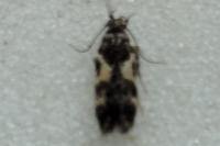 Teleiodes luculella