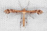Oxyptilus laetus