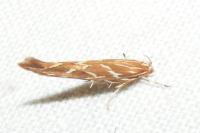 Pyroderces argyrogrammos