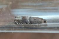 Pammene oxycedrana
