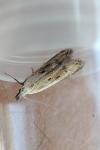 Mesophleps corsicella