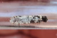 Morophaga morella