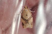 Clepsis