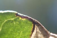 Antispila metallella