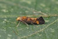 Apodia bifractella