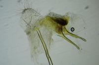 Scrobipalpa ocellatella