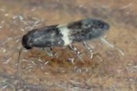 Elachista chrysodesmella