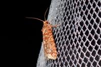 Lozotaeniodes formosana
