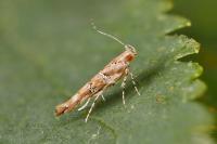 Anatrachyntis badia
