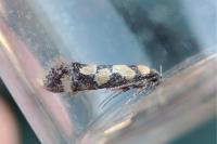 Decantha borkhausenii