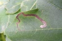 Stigmella aceris