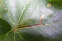 Stigmella aceris