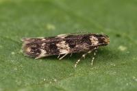 Apatema mediopallidum