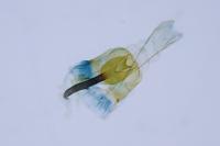 Coleophora flavipennella
