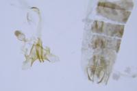 Coleophora glaucicolella