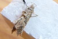 Alucita bidentata