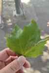 Phyllonorycter platani