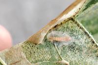Phyllonorycter platani