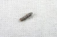 Symmocoides oxybiella