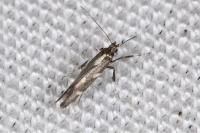 Calybites phasianipennella