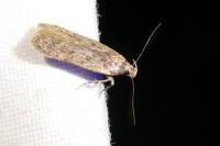 Bryotropha desertella