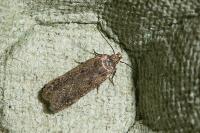 Bryotropha desertella