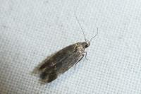 Aproaerema sangiella