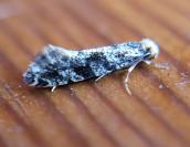 Nemapogon granellus