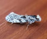 Nemapogon granellus