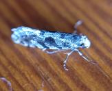 Nemapogon granellus