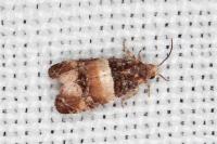 Lobesia bicinctana