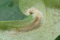 Phyllonorycter trifasciella