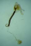 Coleophora trifariella