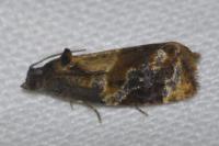 Ditula angustiorana