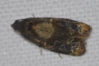 Ditula angustiorana
