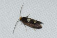 Incurvaria oehlmanniella
