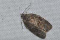Syndemis musculana